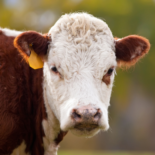 A close-up of a cow with a white face and brown ears, looking directly at the camera. It has a yellow ear tag and stands against a blurry green background.