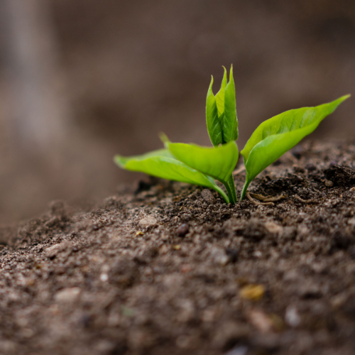 A small green sprout emerges from rich brown soil, symbolizing growth and renewal. The background is blurred, highlighting the vibrant plant.