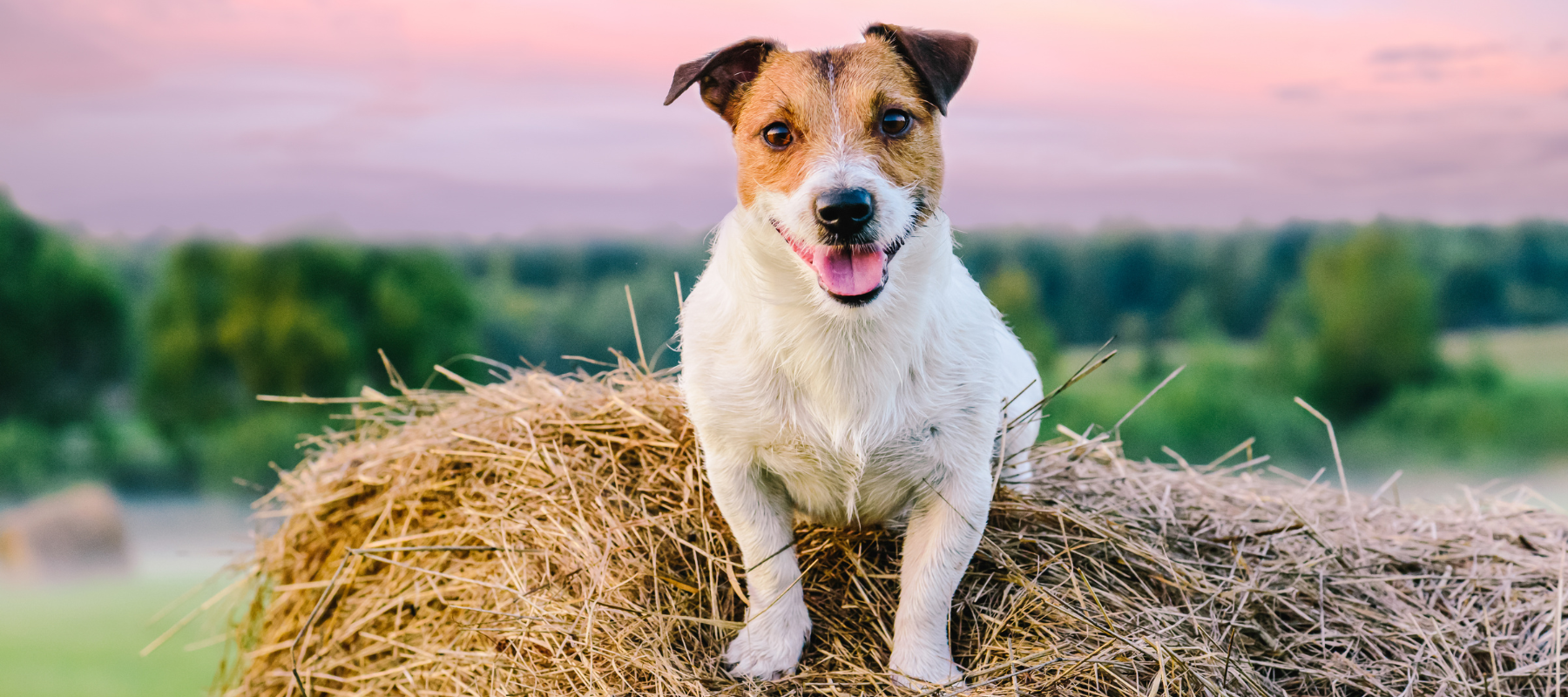 A happy dog with brown and white fur sits on a hay bale, surrounded by a serene countryside with a pink and orange sunset in the background.